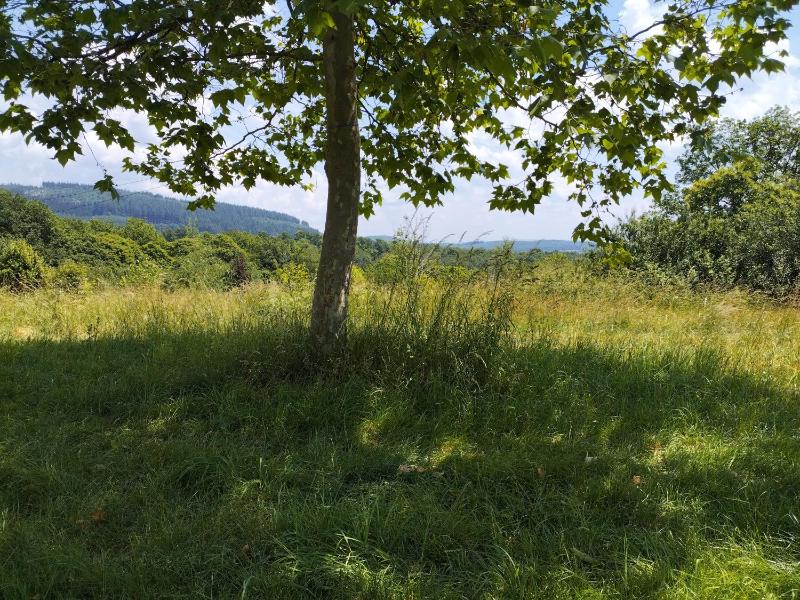 Camping La Fôret du Morvan Vintage caravan