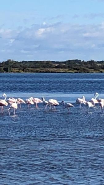 Le flamant rose