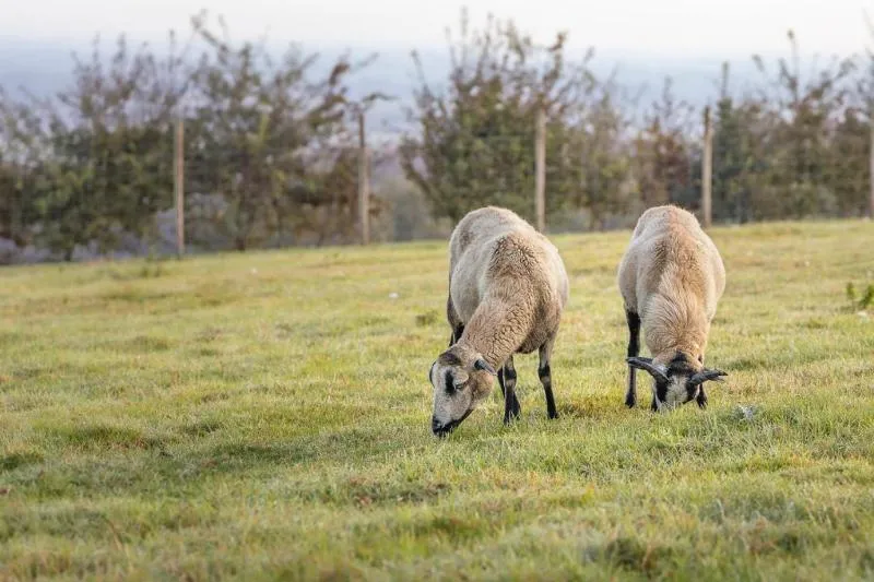Tente à la Ferme