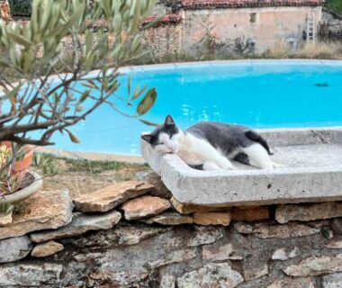 Bord de piscine avec un chat au Domaine de Mombret Haut