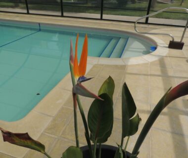 Bord de piscine avec plante au CHALET 4 personnes maxi tout confort location en gîte