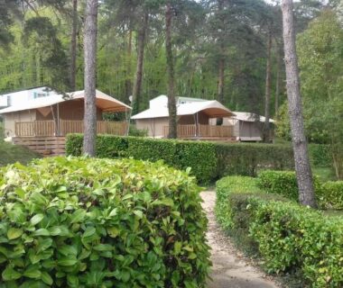 Allée bordée de haies et tentes lodges sous pins dans le Camping 46 Rainettes