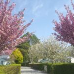 Allée bordée de cerisiers en fleurs au Camping Caravaning Les Cerisiers Berck sur mer