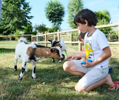 Pelouse avec enfant nourrissant deux petites chèvres au Camping Haliotis