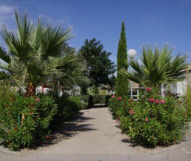 Allée plantée de palmiers et arbustes entre mobil-homes au camping Hameau Des Cannisses