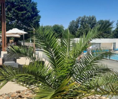 Piscine et palmier au Camping Le Moulin des Effres