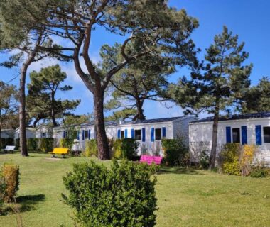 Allée de mobil-homes et pelouse sous pins au Camping Paradis Les Galets de la Molliere
