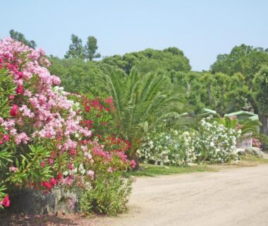 Allée bordée d'arbustes fleuris au camping Pezza Cardo