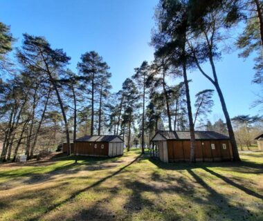 Sous bois de pins avec chalets en bois au Camping du Lac