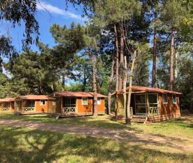 Allée herbeuse et bungalows en bois sous les pins au Camping l'Oso