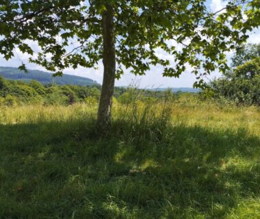 Prairie ombragée avec un arbre et vue sur les collines au Caravan Miekie Camping La Foret du Morvan