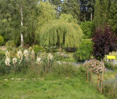 Jardin avec saule pleureur prairie et petit bassin au Caravan du Loch