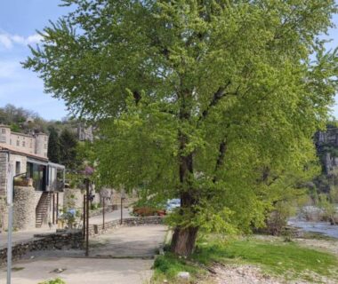 Bord de rivière avec arbre et terrasse du Chalet dans Camping 3 étoiles à Vogüé