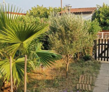 Jardin avec palmier et portail du chalet Le Libellule