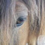 Gros plan d'œil de cheval et crinière à la Ferme équestre Les Chevaliers