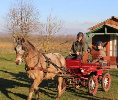 Dans un champ cheval attelé tirant une charrette à la Ferme équestre Les Chevaliers