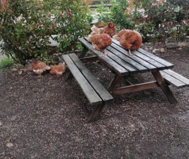 Table de pique-nique avec poules au camping L escale de larcher