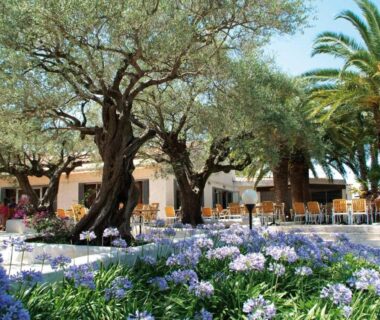 Terrasse ombragée avec tables et oliviers au camping La Baume 515