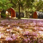 Clairière boisée couverte de fleurs avec pods au camping La Rossignolerie POD Cabanes des châteaux