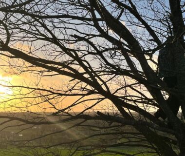 Coucher de soleil derrière un arbre dans la campagne au camping Le Bus de la Forêt