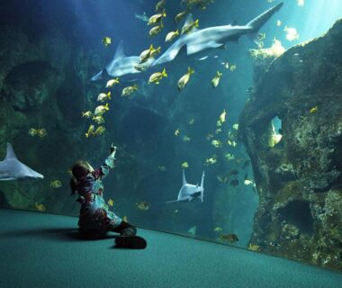 Grand aquarium avec requins et visiteur assis dans le Carbet Vendéen