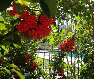 Jardin avec baies rouges et aperçu de la piscine du Lodges & Nature – 47