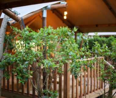 Terrasse en bois entourée de végétation à Lodges & Nature 49