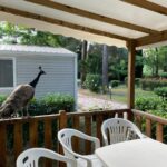 Terrasse couverte avec table et paon sur la barrière du Mobil Home Camping ARGELÈS SUR MER