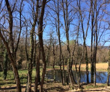 Étang entouré d'arbres dans la campagne du Mobil Home à la ferme en Provence