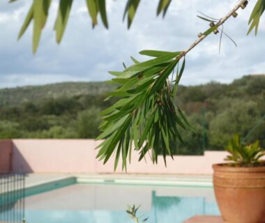 Piscine avec plante en pot et branchage dans le Parc Résidentiel la Listra - Maeva