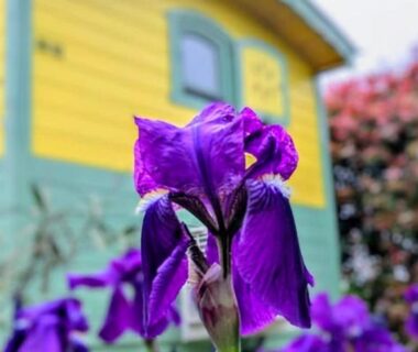 Jardin fleuri au pied de la roulotte de la Villa Font Vive