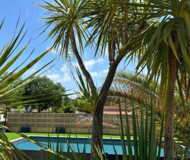 Piscine extérieure entourée de palmiers au camping Soleil Luna
