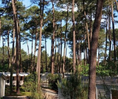 Pinède avec mobil-homes et chemins au Superbe mobil-home à Seignosse plage