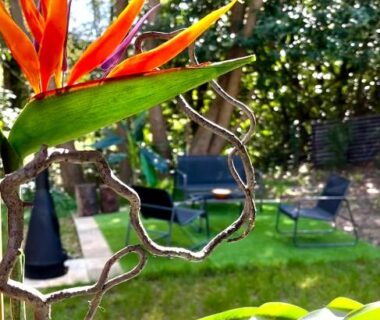 Jardin avec oiseau de paradis et transats au Tiki House M-Home-Climatisé