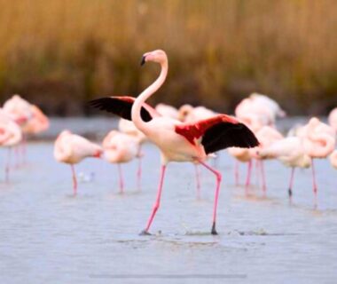 Étang peuplé de flamants roses au camping Tribord Dix Neuf