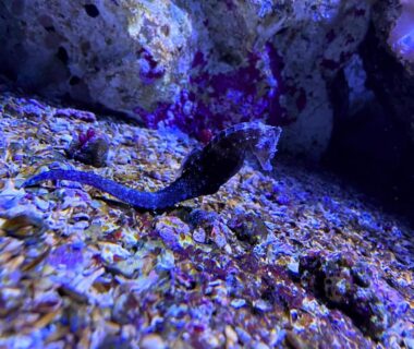 Au fond d'un bassin petit poisson sombre sur gravier au camping Tribord Dix Neuf