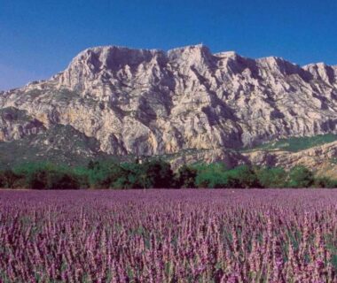 Champ de lavande au pied de la montagne au ZEcamping 3 étoiles piscine proche Provence et méditérrannée