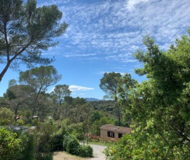 Allée bordée de pins et petite habitation au fond au mobile home dans un coin de paradis